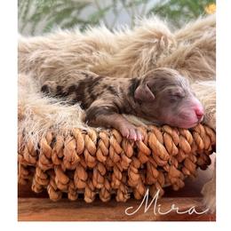 Mira - Merle female Goldendoodle puppy in Woodland Hills, Utah from The Fairy Paw Mother