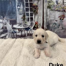 Duke - Light golden male Golden Retriever puppy in Conroe, Texas from Tails of Cypress