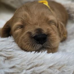Yellow Collar Pecan - Apricot female Goldendoodle puppy in Bonham, Texas from Happy Valley Puppies