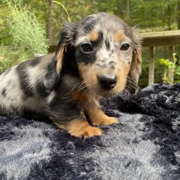 Dachshund Puppies from Doxie Dapples