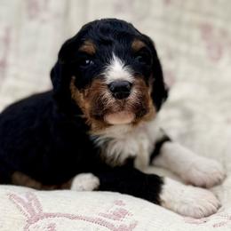 Forest (orange collar boy) - Phantom male Bernedoodle puppy in Colorado Springs, Colorado from Mercy Mountain Bernedoodles