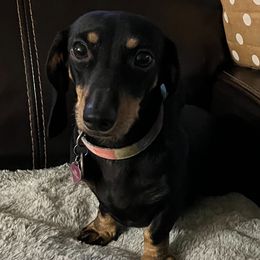 Roxy - Dachshund