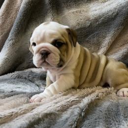 Bulldog Puppies from Semper Fi Bulldogs