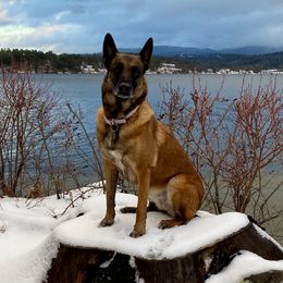Izzy  - Belgian Malinois