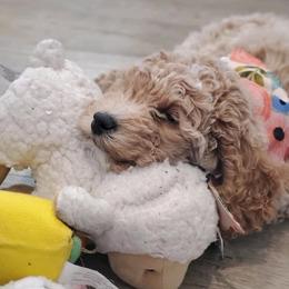 Goldendoodle Puppies from Dashing Doodle Pups