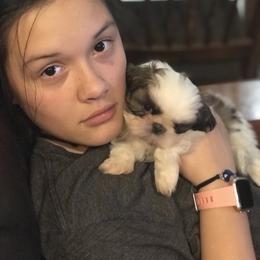 Shih Tzu Puppies from Willow Lane Shih Tzus