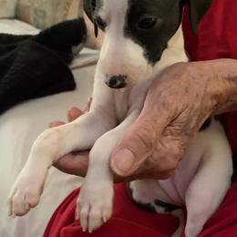 Flashy Seal - White and seal female Italian Greyhound puppy in California from Desert Rose