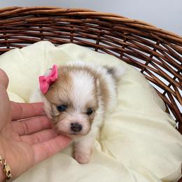 Raya - Cream parti female Pomeranian puppy in Phoenix, Arizona from Luxpomz