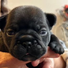 Moppy - Brindle male French Bulldog puppy in Germantown, Ohio from LaBelle Bulldogs