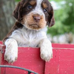 Monty - Tri-Roan male English Springer Spaniel puppy in Winchester, Kentucky from Hidden Springs Farm