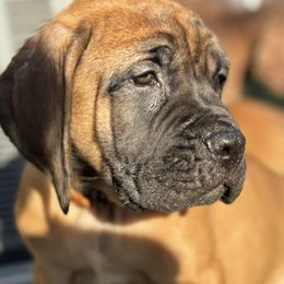 Mastiffs from Cain Kennels