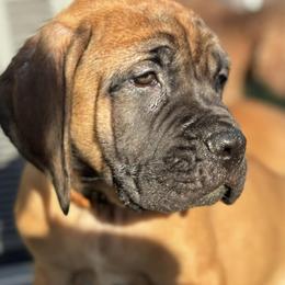 Mastiffs from Cain Kennels
