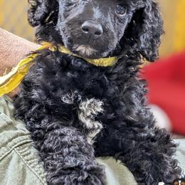 Goldendoodles, Labradoodles, Labrador Retrievers, and Poodles from Apple Creek Doodles
