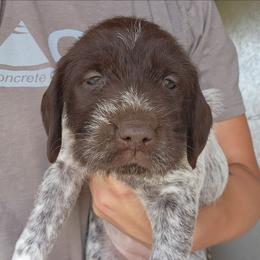 Girl 6 - Brown and gray female Wirehaired Pointing Griffon puppy in Emmett, Idaho from Idaho Wirehaired Pointing Griffons