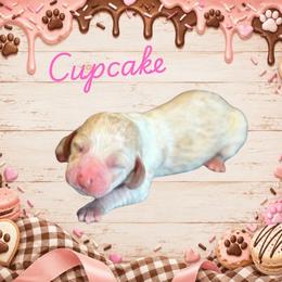 Cupcake - Lemon and white female Basset Hound puppy in Oronogo, Missouri from Dutton's Show Me Farms