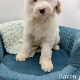 Raven - Parti male Goldendoodle puppy in Sunman, Indiana from Brunsman Country Doodles LLC