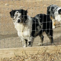 Rip - Australian Shepherd