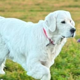 Monroe - Golden Retriever