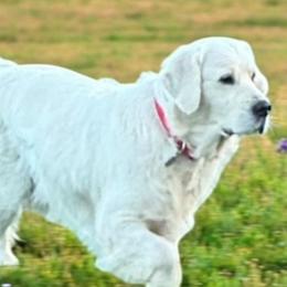 Monroe - Golden Retriever