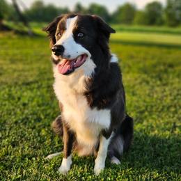 Border Collies from Sandstone Ridge Kennels