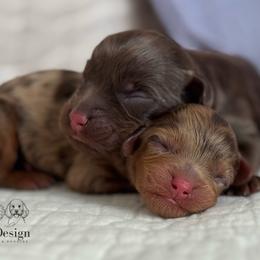 Token - Merle male Cavapoo puppy in Beckley, West Virginia from By Design Doodles