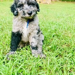 Aussiedoodle and Poodle Puppies from Sassy Poodle’s & Doodle’s