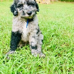 Aussiedoodle and Poodle Puppies from Sassy Poodle’s & Doodle’s