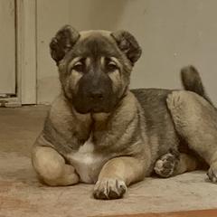 Armenian Gampr and Boxer Puppies from Moonlite Boxers N Gamprs