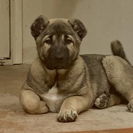 Armenian Gampr and Boxer Puppies from Moonlite Boxers N Gamprs