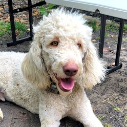 Sherman - Goldendoodle