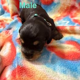 Male 2 - Black and tan male Dachshund puppy in Winton, North Carolina from Parker’s all American Doxies