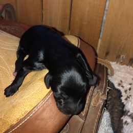 Boy 2 - Aussiedoodle puppy in Paint Rock, Alabama from Kotah’s Kennels