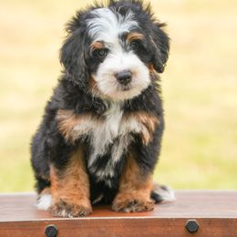 Bernedoodle Puppies from Down Home Doodle