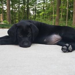 Labrador Retriever Puppies from Lauren Rothenberger's Labrador Retrievers