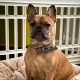 Claire - French Bulldog