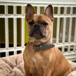 Claire - French Bulldog