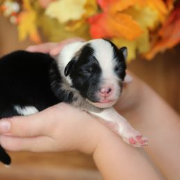 Australian Shepherd Puppies from HCA Aussies
