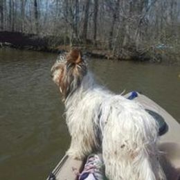Yorkshire Terrier All Grown Up from Sauty Dog Yorkies