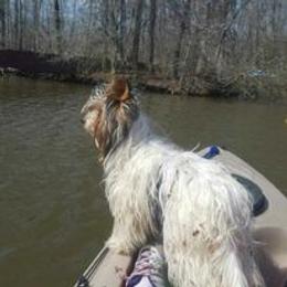 Yorkshire Terrier All Grown Up from Sauty Dog Yorkies