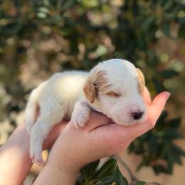 Gregory - Parti male Goldendoodle puppy in Barstow, California from Golden Desert Doodles