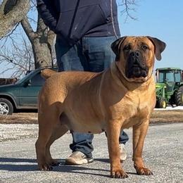Nika - Boerboel