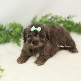 Lady (Teal Collar Female) - Merle female Cavapoo puppy in Republic, Missouri from Red Skye Puppies
