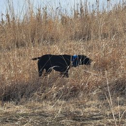 Benelli - German Shorthaired Pointer