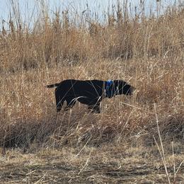 Benelli - German Shorthaired Pointer