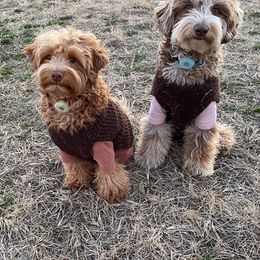 Goldendoodles from Doodle of NY