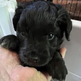 Aussiedoodle Puppies from Cornerstone Aussiedoodle Dogs