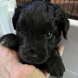 Aussiedoodle Puppies from Cornerstone Aussiedoodle Dogs