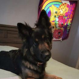 Maya - German Shepherd