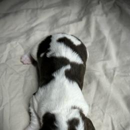 Tahoe - Liver and white male English Springer Spaniel puppy in Clear Lake, South Dakota from Coteau Springers