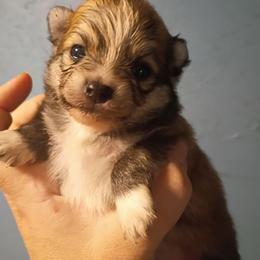 Beauty girl - Orange parti female Pomeranian puppy in Parthenon, Arkansas from Michelle's Poms